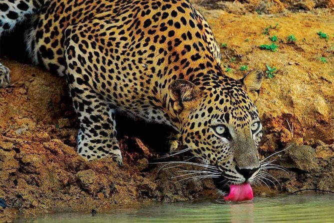 Wilpattu National Park Tour From Bentota With jeep SAFARI - Key Points