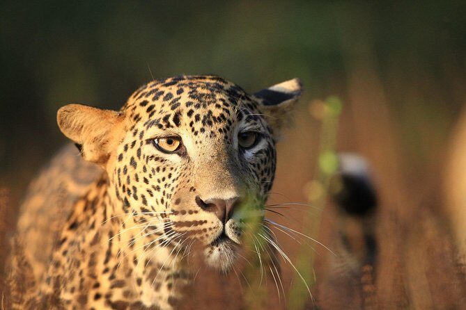 Wilpattu National Park Tour From Bentota With jeep SAFARI - What Makes This Tour Stand Out?