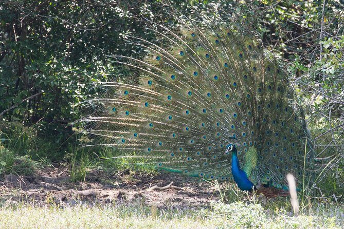 Wilpattu National Park Tour From Bentota With jeep SAFARI - FAQ