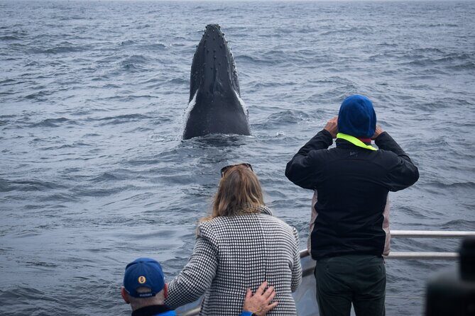 Wilsons Prom Whale Cruise - Final Thoughts