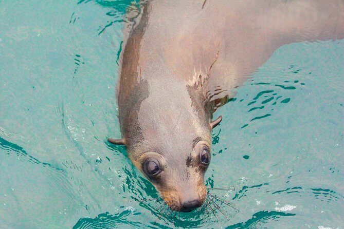 Wilsons Promontory Full Day Cruise - The Experience: What to Expect on the Water