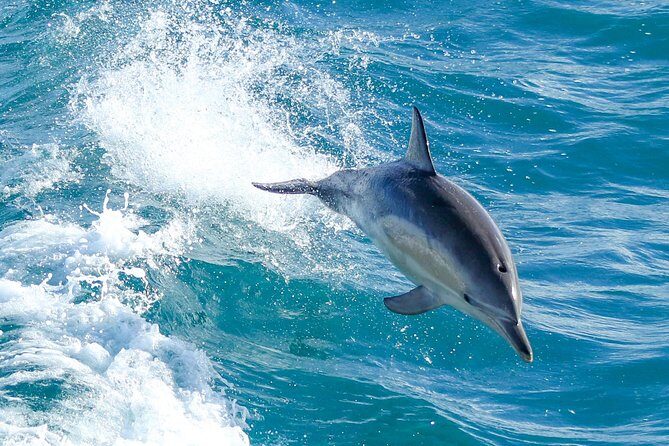 Wilsons Promontory Full Day Cruise - FAQ