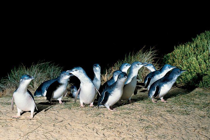 Wilson's Promontory & Phillip Island - 'Prom & Penguins' Tour - FAQ