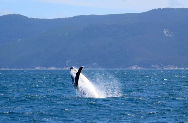 Wilsons Promontory: Whale Spotting Cruise with Lunch - Key Points