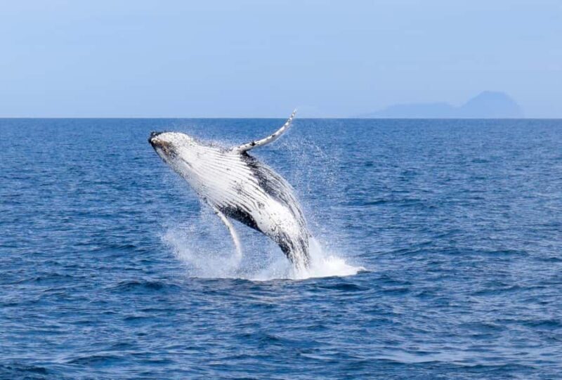 Wilsons Promontory: Whale Spotting Cruise with Lunch - An In-Depth Look at the Whale Spotting Cruise