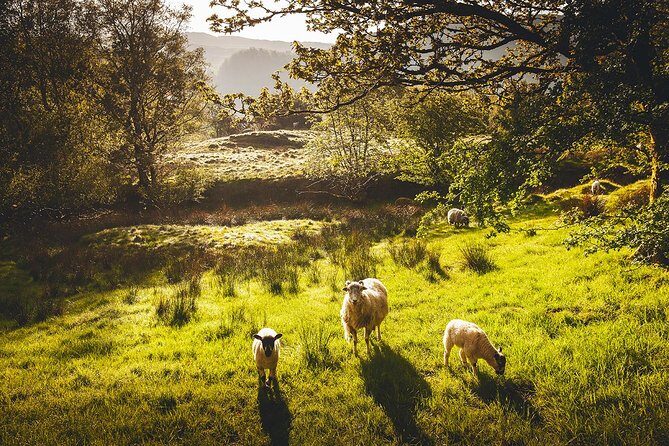 Windermere & Lake District Tour from Manchester Including Cruise - An In-Depth Look at the Lake District Day Trip