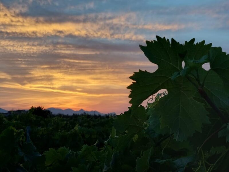 Wine and food at sunset - Key Points