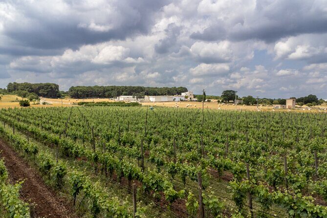 Wine and Food Pairing Experience at Alberobello Winery - A Deep Dive into the Experience