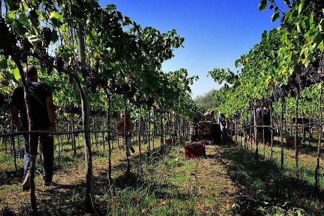 Wine and food tasting - Key Points