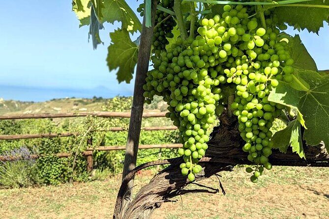 Wine and food tasting - Practical Details and Value