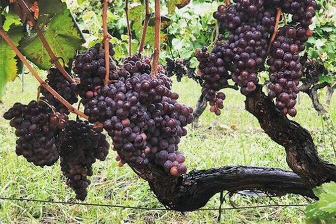 Wine and Lunch Tour - A Delicious Dive into Sicily’s Wine and Food Scene