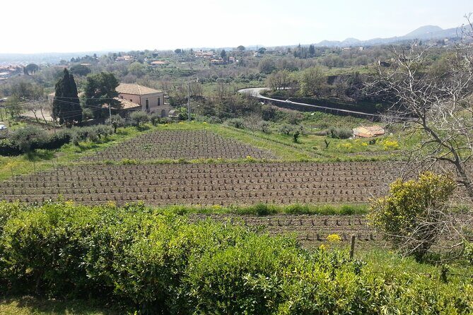 Wine and Lunch Tour - FAQs