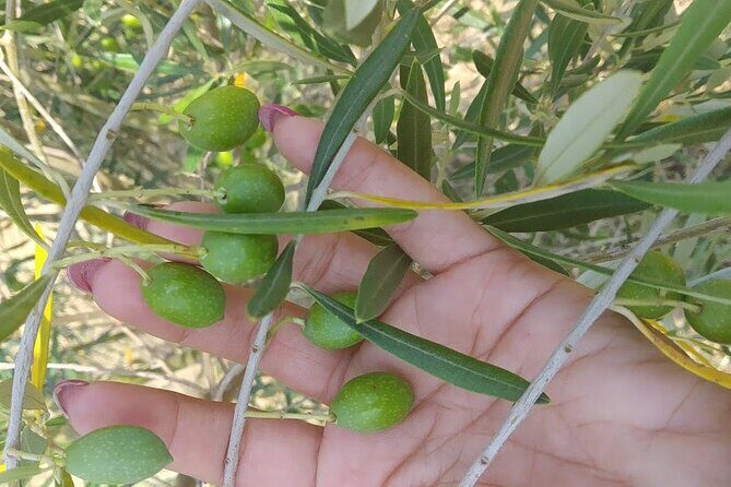 Wine and Raki tasting tour - Who Will Love This Tour?