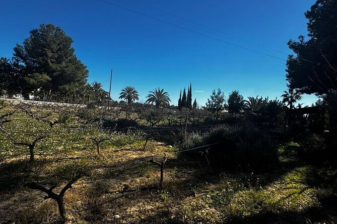 Wine and Tapas Tasting Tour from Alicante, Private Van - The Sum Up