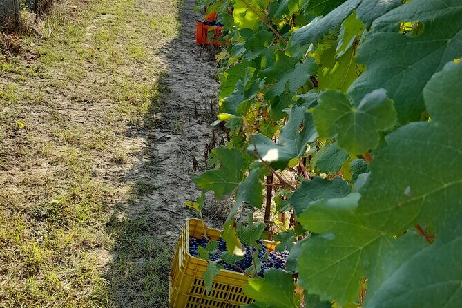 Wine and Typical Product Tasting Tour - The Sum Up