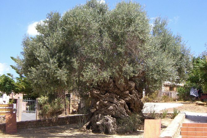 Wine, Beer, Olive Oil Tasting Private Tour (price per group of 6) - Key Points