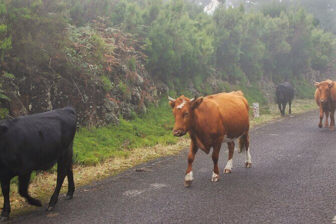 Wine & Cabo Girão Jeep Safari : Unveiling Madeira's Treasures - FAQ