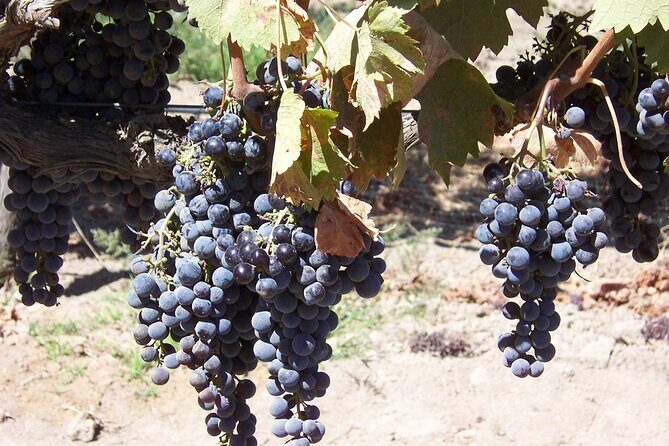 Wine Country Van Tour in Santa Ynez Valley - Key Points