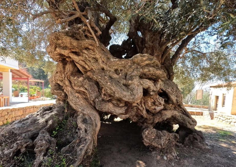 Wine, Dine & Divine: A Cretan Odyssey in Chania - FAQ