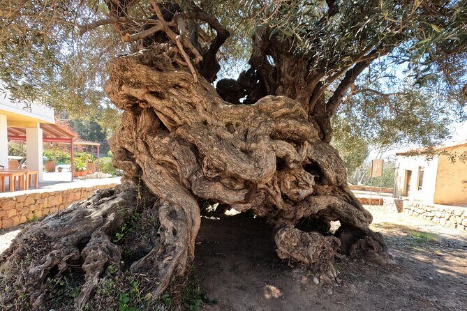 Wine, Dine & Divine: A Cretan Odyssey in Chania. - What Sets This Tour Apart?