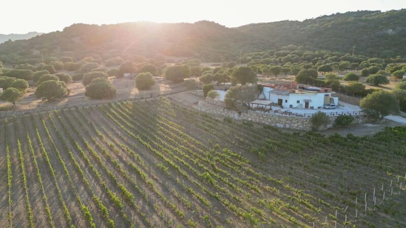 Wine experience in Dorgali in the heart of the Cannonau Classic Zone - A Genuine Taste of Sardinian Wine and Culture