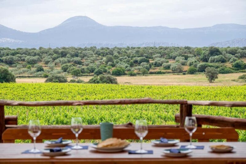 Wine experience in Dorgali in the heart of the Cannonau Classic Zone - The Value and What It Offers for the Price