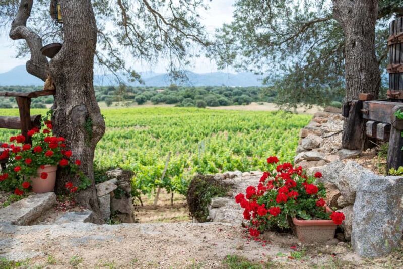 Wine experience in Dorgali in the heart of the Cannonau Classic Zone - Who Should Book This Experience?