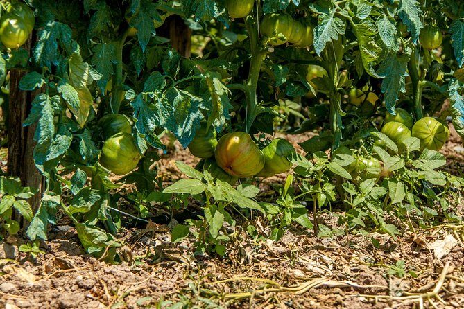 Wine & Food Tasting in Villarena - Who Will Love This Experience?