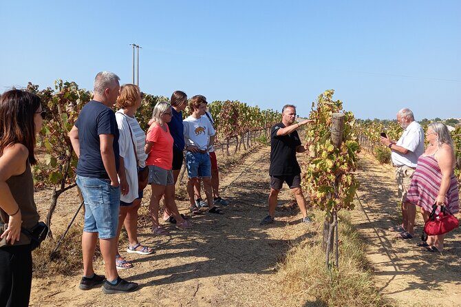 Wine Lovers: Winery Tour w/ Tasting & Tapas (Albufeira/Vilamoura) - Introducing the Wine & Tapas Tour in Albufeira