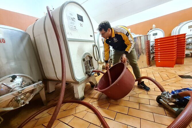 Wine & Oil Tasting Experience - Step-by-Step Breakdown of the Experience