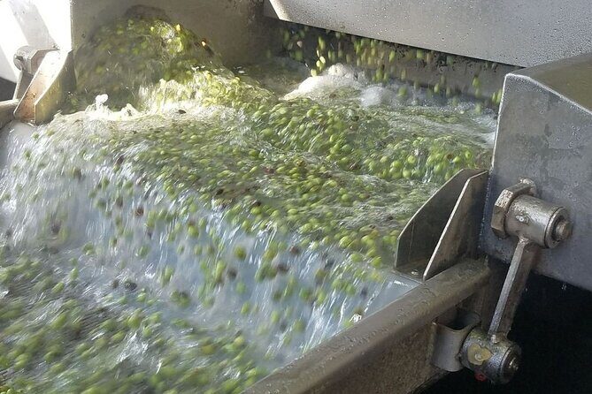 Wine, Olive Oil, and Honey Tour with Winemaker - Pricing and Value