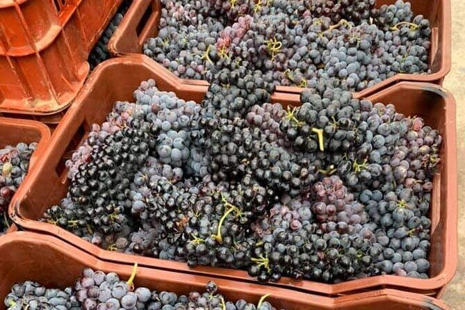 Wine Raki Olive Oil Tasting and Pottery - Private Tour - Exploring Crete’s Hidden Gems on a Private Tour