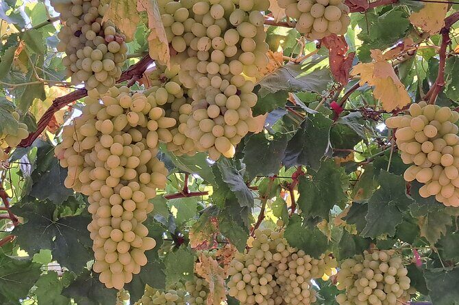 Wine Raki Olive Oil Tasting and Pottery - Private Tour - Practical Considerations