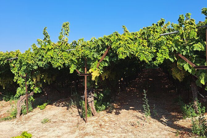 Wine Raki Olive Oil Tasting and Pottery - Private Tour - FAQs