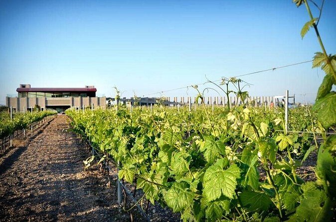 Wine Route in Tequisquiapan with Transportation - Frequently Asked Questions