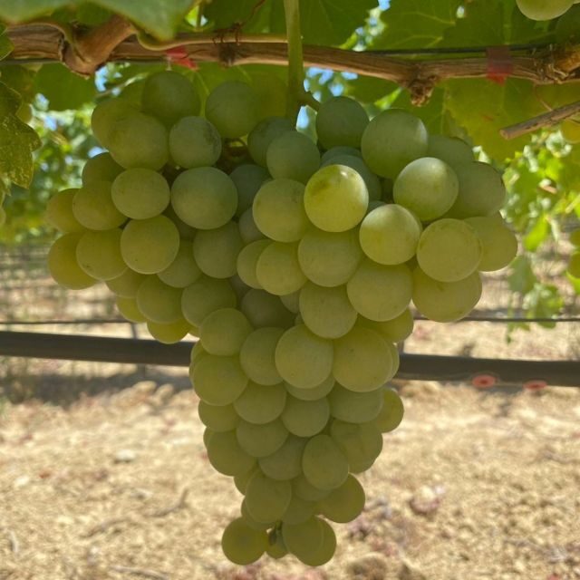 Wine Tasting & Ancient Olive Tree 3 Hours Tour Private - Introduction