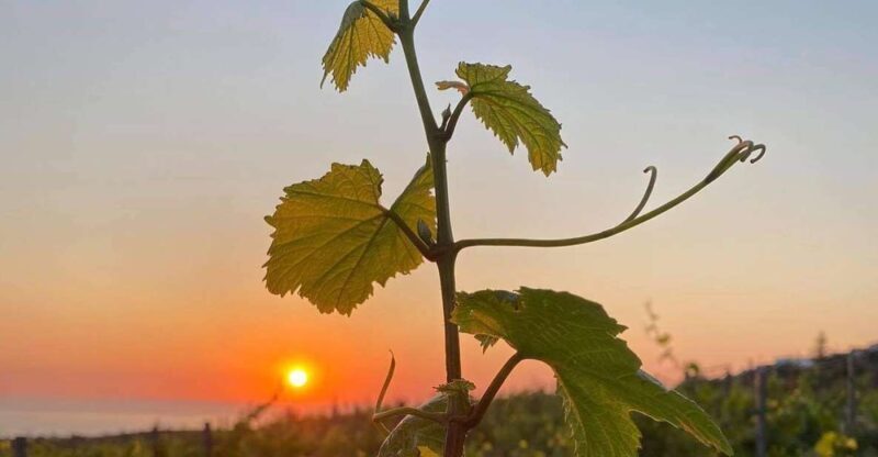 Wine Tasting & Ancient Olive Tree 3 Hours Tour Private - Key Points