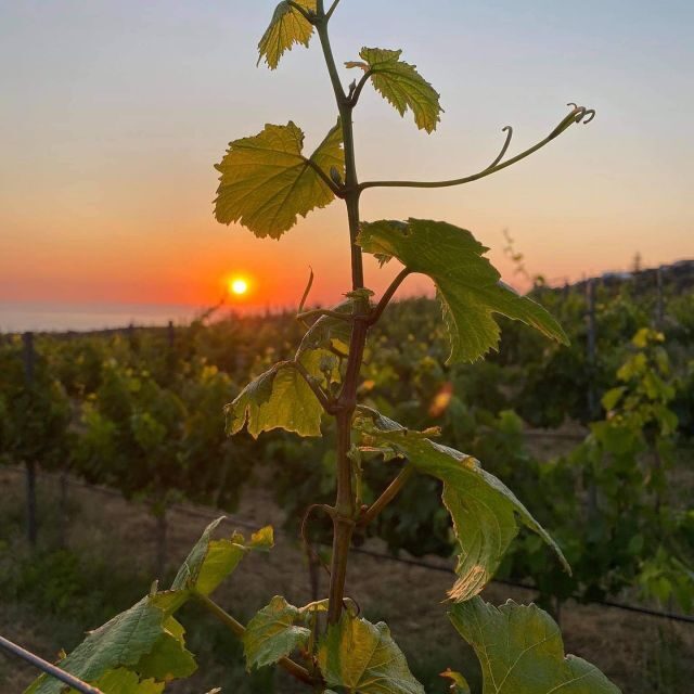 Wine Tasting & Ancient Olive Tree 3 Hours Tour Private - What Makes This Tour Stand Out
