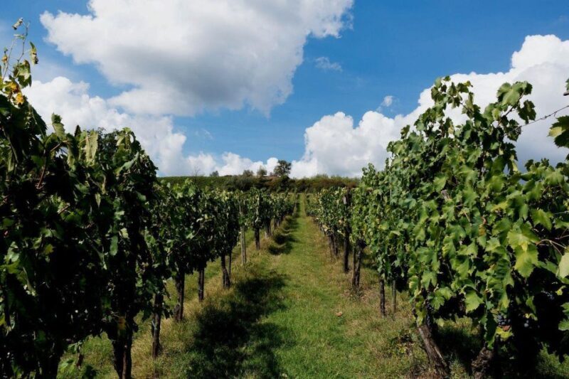 Wine Tasting & Ancient Olive Tree 3 Hours Tour Private - Considerations and Practicalities