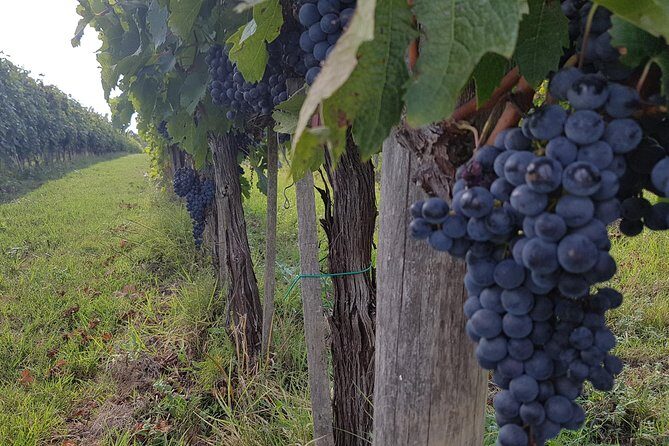 Wine tasting and horseback riding in Montepulciano, in Tuscany from Rome - Frequently Asked Questions