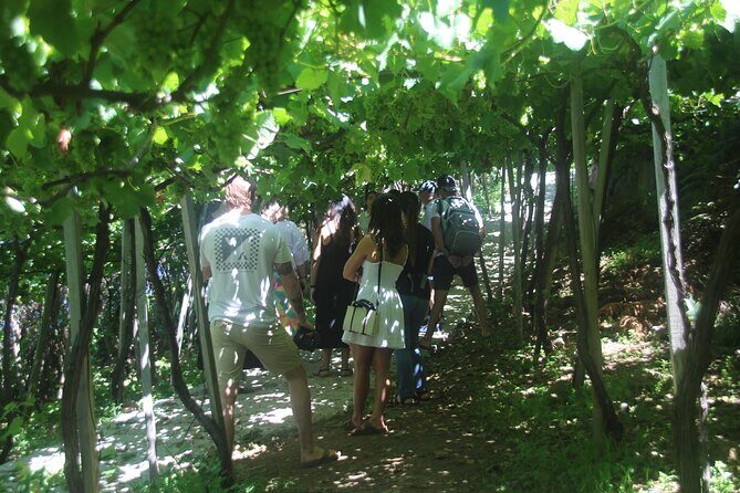 Wine tasting and Jeep Adventure in Madeira's Majestic Countryside - Key Points