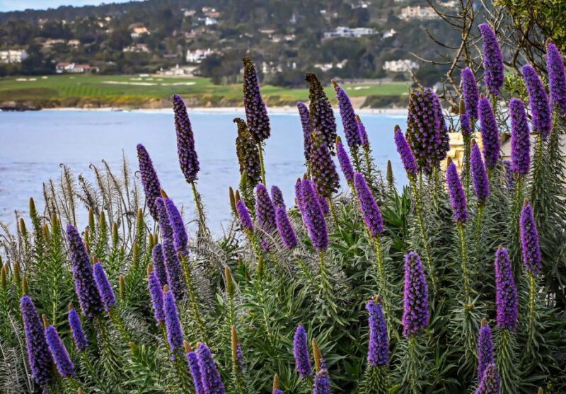 Wine Tasting and Walking Tour of Carmel-by-the-Sea - Value and Suitability