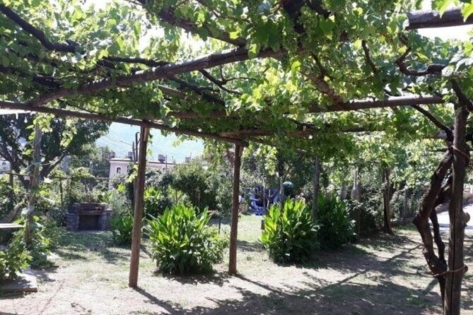 Wine Tasting at Basileo Cellar with Lunch - Why This Tour Might Be Perfect for You