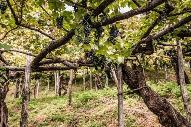 Wine tasting at the Apicella winery - Key Points