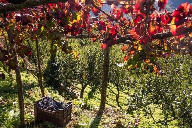 Wine tasting at the Apicella winery - Who Will Love This Experience?