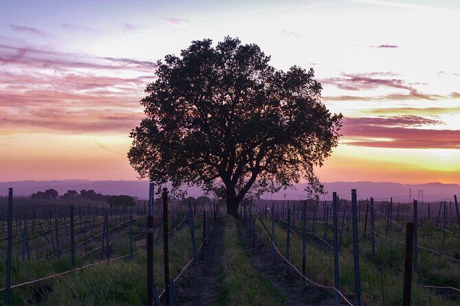 Wine Tasting Audio Tour - Calaveras County - Twisted Oak Winery