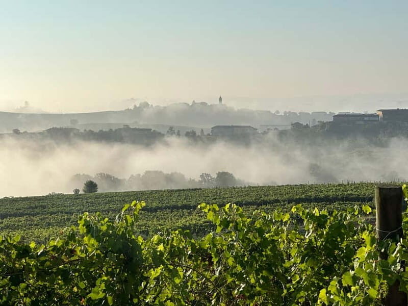 Wine tasting between Monferrato and Langhe - A Deep Dive into the Experience