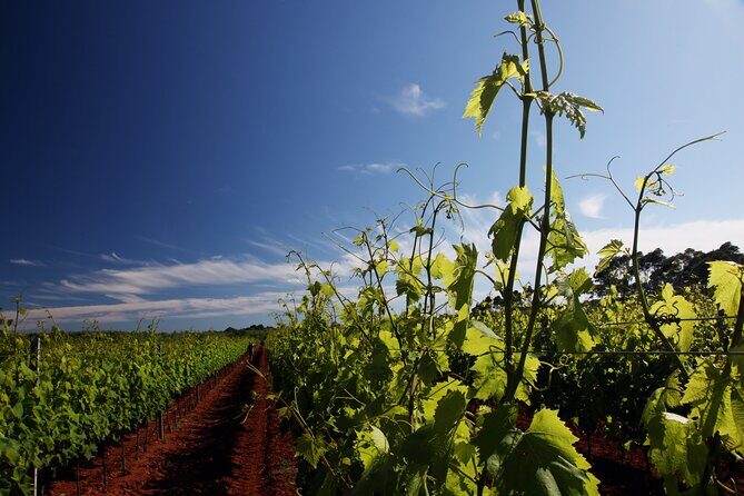 Wine Tasting Experience at the organic winery in ian - The Experience: What to Expect from the Organic Winery Tour in Istria