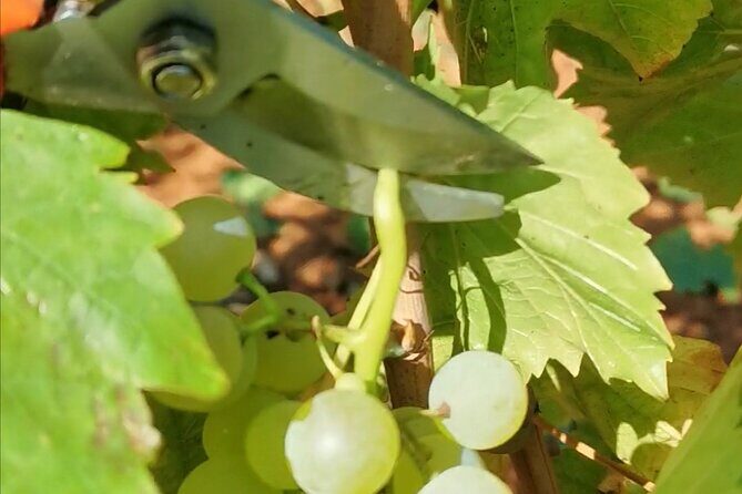 Wine Tasting Experience at the organic winery in ian - Practical Details: What You Need to Know