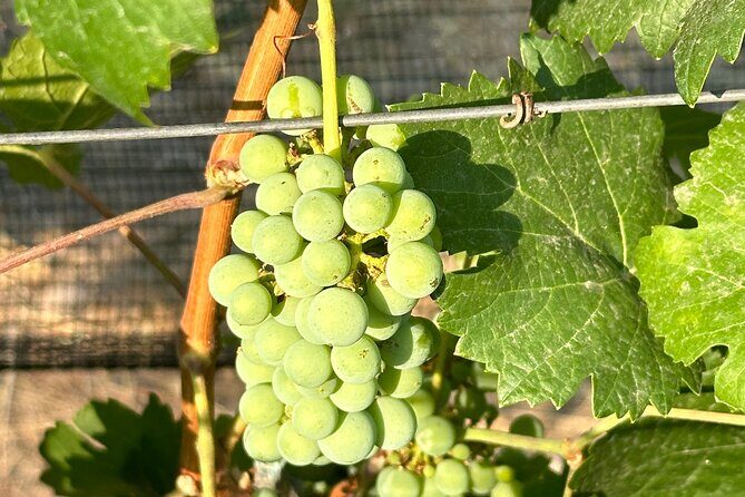 Wine Tasting experience in San Miguel de Allende - An In-Depth Look at the San Miguel de Allende Wine Tasting Tour